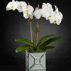 Elegant Luxury Orchid