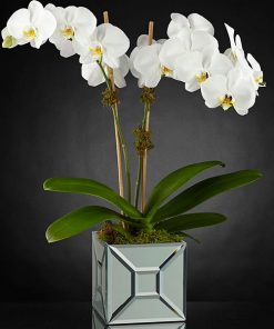 Elegant Luxury Orchid